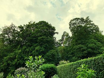 Trees growing in forest against sky