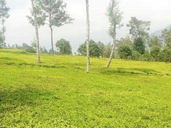 Trees on grassy field