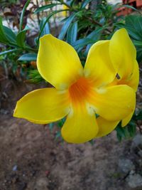 Close-up of yellow flower