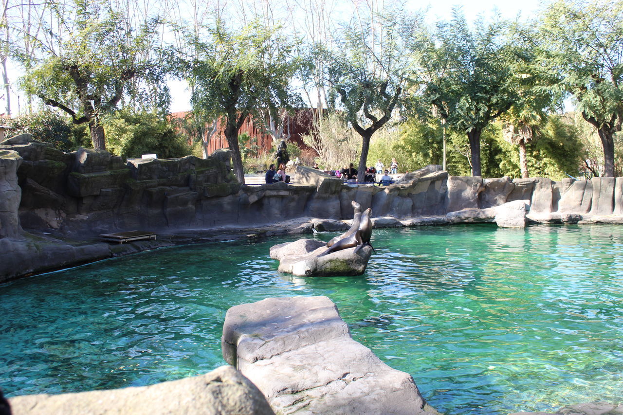 water, tree, plant, nature, rock, day, swimming pool, beauty in nature, tranquility, sunlight, no people, water feature, scenics - nature, outdoors, tranquil scene, growth, travel destinations, architecture, built structure, sea, idyllic, land, waterfront