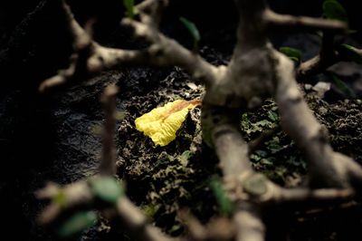 Close-up of lizard on yellow leaf