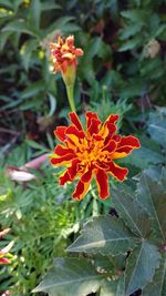 Close-up of orange flowers blooming outdoors