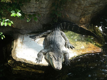 High angle view of crocodile in lake