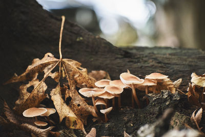 Close-up of mushrooms