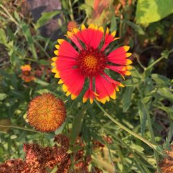 Close-up of red flower