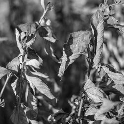 Close-up of plants