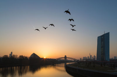 Silhouette birds flying over river by european central bank during sunset