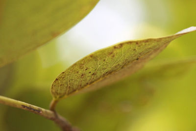 Close-up of green leaves on plant