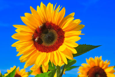 Close-up of bee on sunflower against blue sky