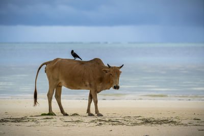 Cow standing on beach with a bird on the top 