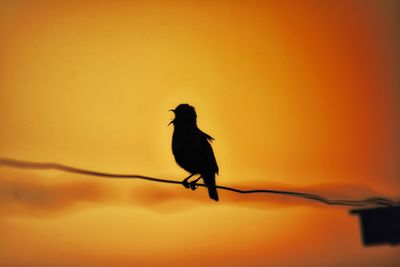 Low angle view of bird perching on cable against orange sky