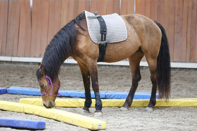 Horse standing in ranch