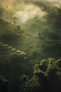 Aerial view of trees on field against sky