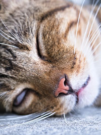 Close-up of cat sleeping