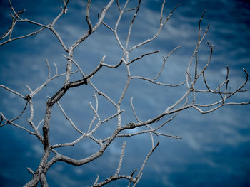 Low angle view of bare tree against sky