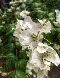 Close-up of white flowering plant