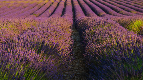 Full frame shot of flowering plants on field