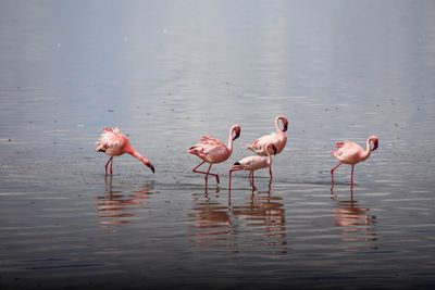 Flamingoes at lakeshore 