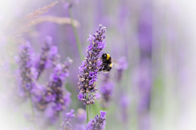 Close-up of bee pollinating on purple flower