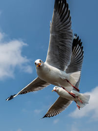 Seagull flying on beautiful blue sky and cloud catching food in the air.