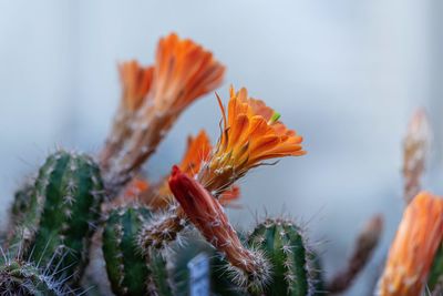 Close-up of orange cactus plant