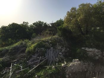 Trees growing on field in forest against sky