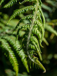 Close-up of fern growing on plant