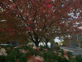 View of flower tree