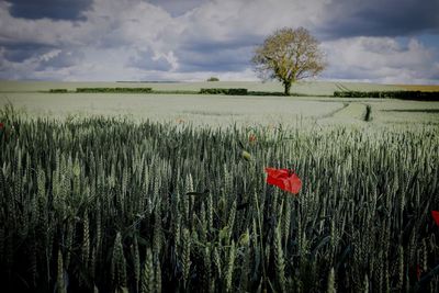 Scenic view of wheat field against sky