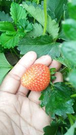 Midsection of person holding strawberry