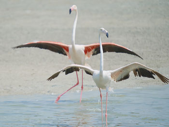 Birds in lake- greater flamingo 