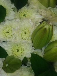 Full frame shot of white flowering plant