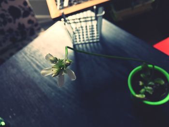 Close-up of flower on table