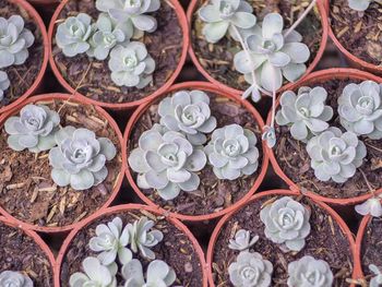 Full frame shot of succulent plant