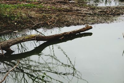 Reflection of trees in water