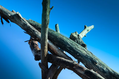Low angle view of lizard on tree against clear blue sky
