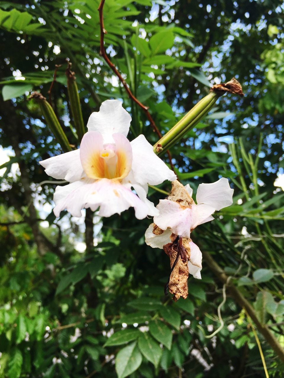 flower, freshness, growth, petal, fragility, white color, beauty in nature, flower head, focus on foreground, close-up, nature, blooming, leaf, in bloom, blossom, plant, day, outdoors, no people, stamen, pollen, botany, stem, twig, green color, white, selective focus, growing, softness