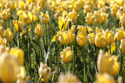 Close-up of yellow flowers blooming in field