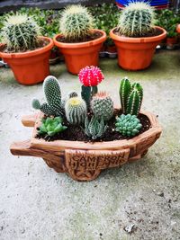 High angle view of potted plants in basket