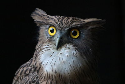 Close-up portrait of owl against black background