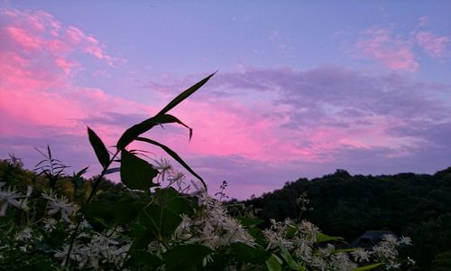 Close-up of plant growing on field against sky at sunset