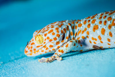 Close-up of gecko