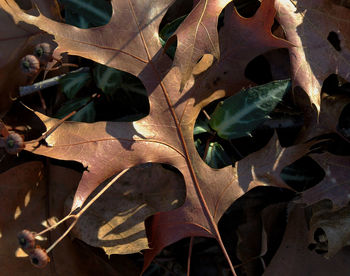 Close-up of leaves