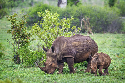 Rhinoceroses grazing on land