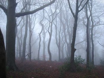 Trees in forest against sky