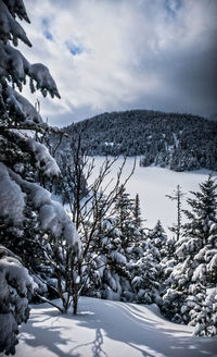 Snow covered plants on landscape against sky