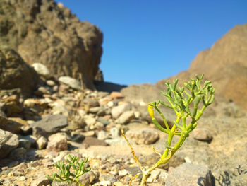 Close-up of plant growing on rock against sky