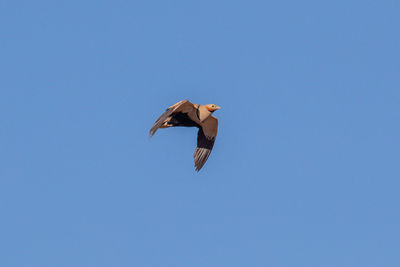 Low angle view of eagle flying against clear blue sky