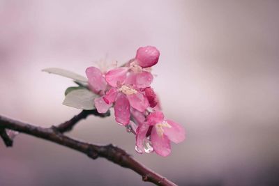 Close-up of pink flowers