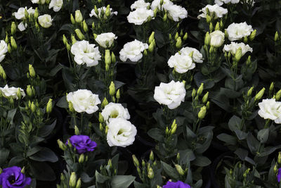 High angle view of white flowering plants